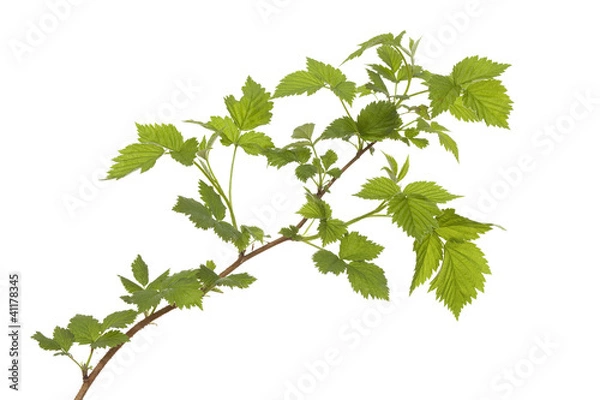 Obraz raspberry bush