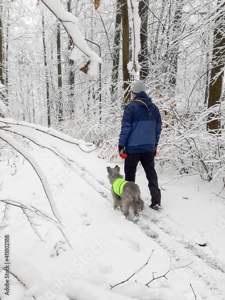 Fototapeta man walks with a dog in the woods in winter