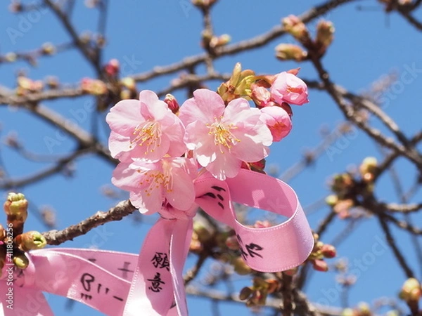 Fototapeta 早春の桜