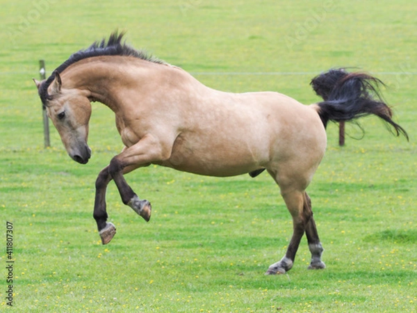 Obraz Playing Dun Horse