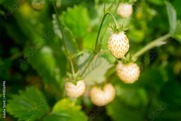 Fototapeta Beautiful juicy ripe berries of white strawberries on the bush of the plant in summer