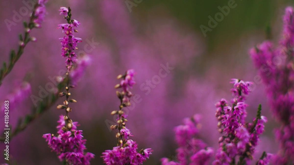 Fototapeta Fleurs de bruyère sauvage, poussant en abondance entre les rangées de pins, dans la forêt des Landes de Gascogne