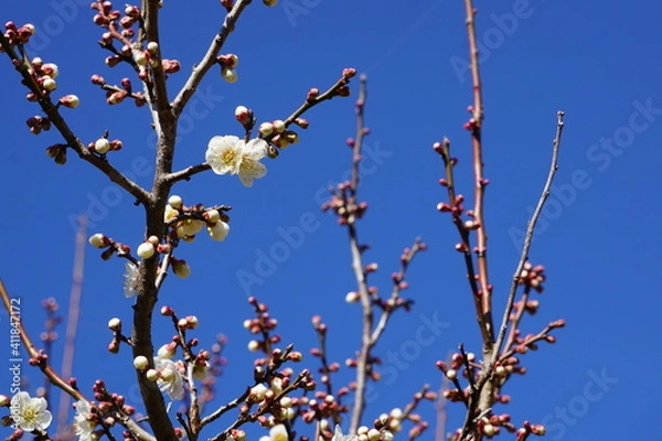 Fototapeta 梅の花が咲き始める初春の青空