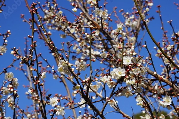 Fototapeta 梅の花が咲き始める初春の青空