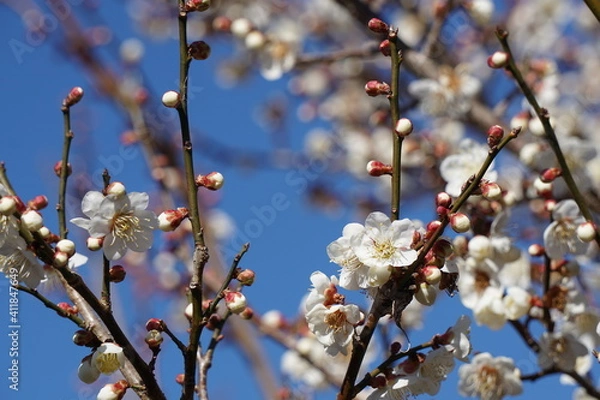 Fototapeta 梅の花が咲き始める初春の青空