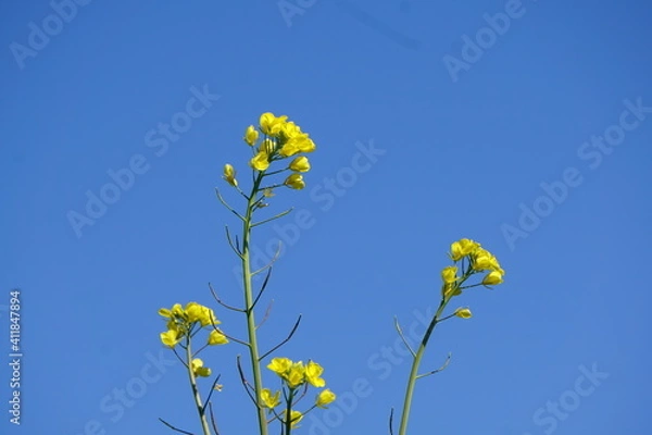 Fototapeta 青空の菜の花