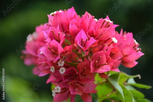 Obraz Closeup flower