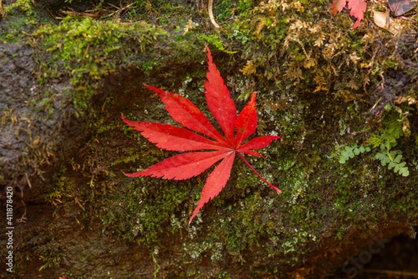 Fototapeta 苔の上に落ちた真っ赤なもみじのアップ