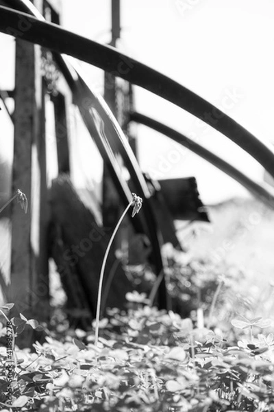 Obraz Grass following the sun