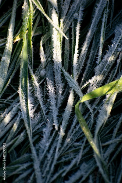 Obraz Brittle Needles