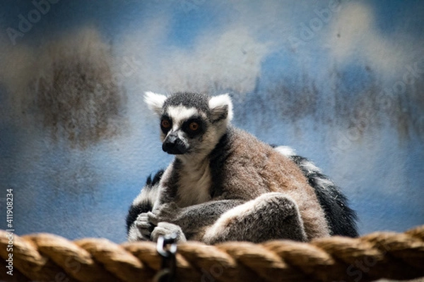 Obraz ring tailed lemur on rope