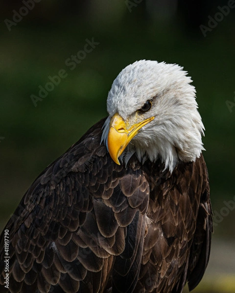 Fototapeta Bald Eagle look down