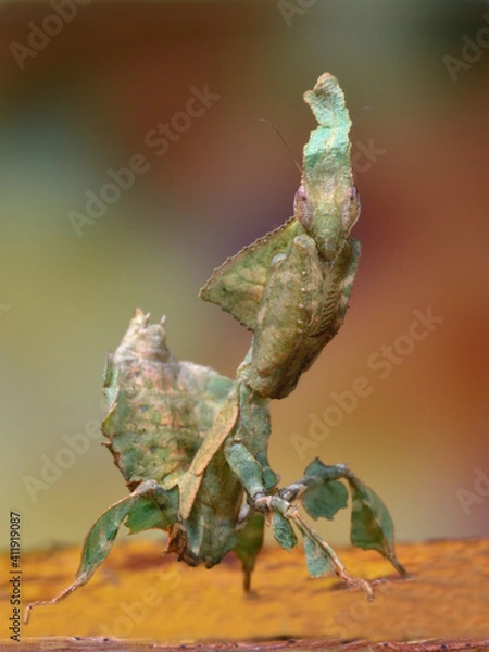 Fototapeta Phyllocrania paradoxa mantis portrait 