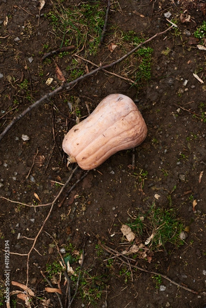 Fototapeta Discarded halloween pumpkin on dirt moss background in public park texure detail with copy space for text