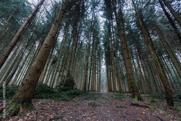 Obraz Baumkronen im dichten Wald
