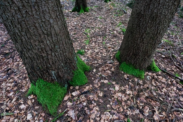 Obraz Baumstämme mit Moos