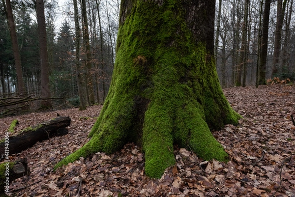 Obraz Baumstamm mit Moos