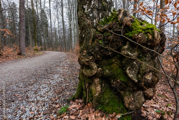 Obraz Waldweg im Herbst