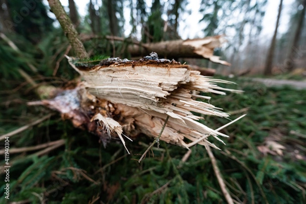 Obraz Umgefallener Baum durch Sturm