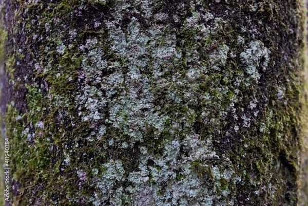 Obraz Baumstamm mit Flechten