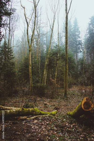 Obraz Bäume mit Nebelstimmung