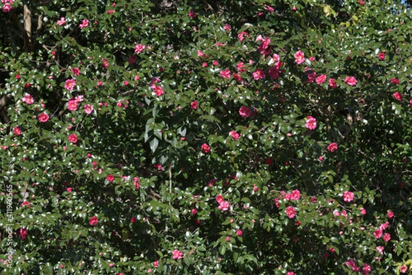 Fototapeta 山茶花　花模様