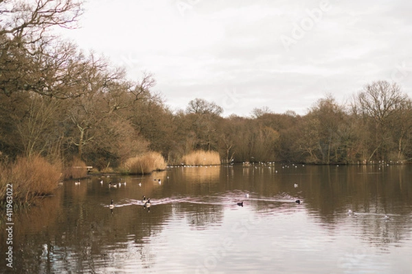 Fototapeta lake, a pair of wild geese and trees