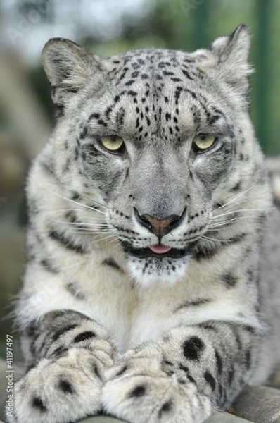 Fototapeta Snow Leopard