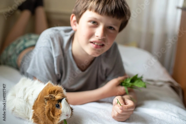 Fototapeta boy feeds guinea pig out of hands. manual animal eats from human hands. child takes care and plays with pet.