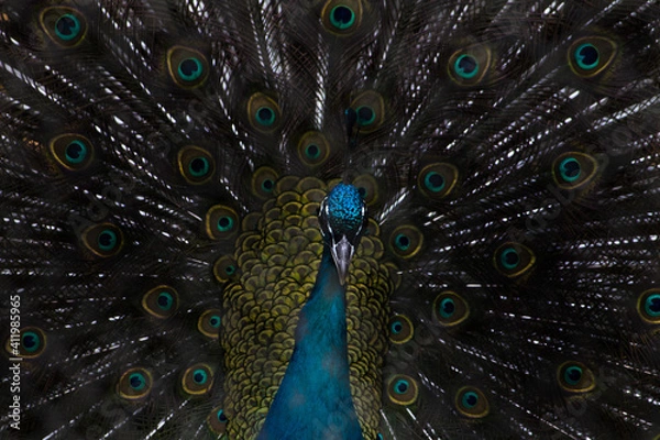 Obraz クジャク正面