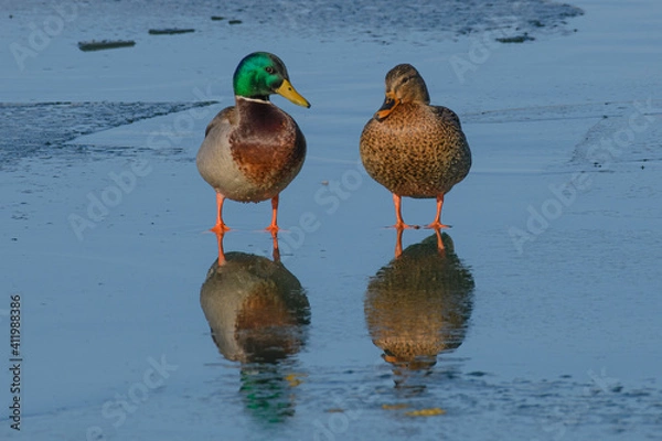 Fototapeta Pair of Mallard ducks on the ice