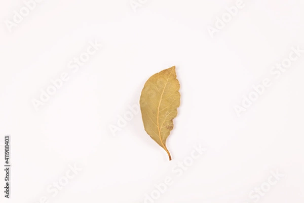 Obraz a yellow-gray leaf lies vertically, top view