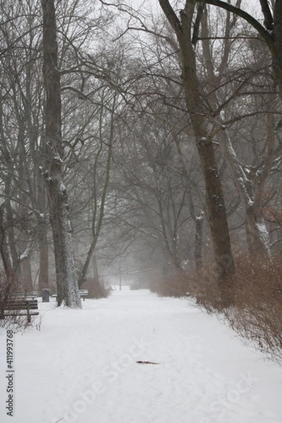Obraz snow covered trees in the park