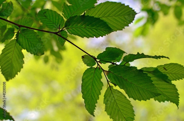 Obraz Springtime: fresh, lime green leaves