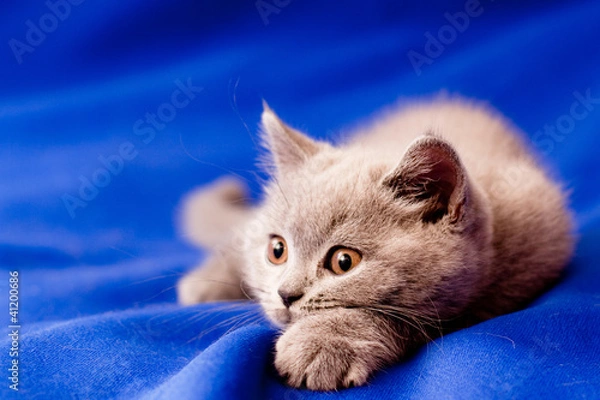 Obraz British kitten