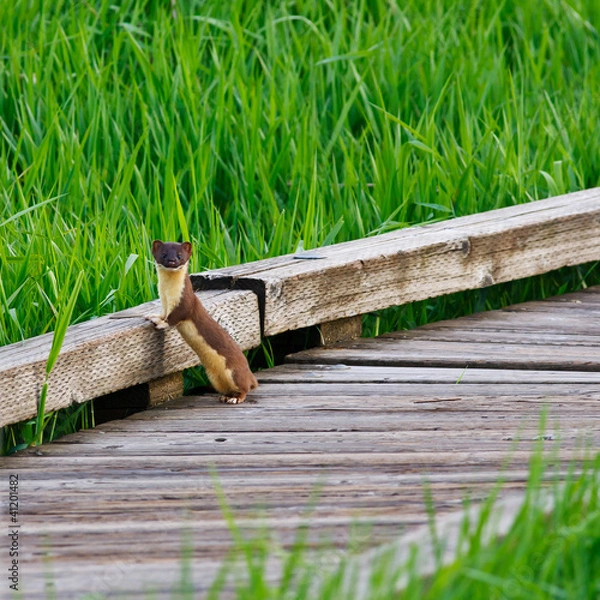 Fototapeta Standing Long Tailed Weasel