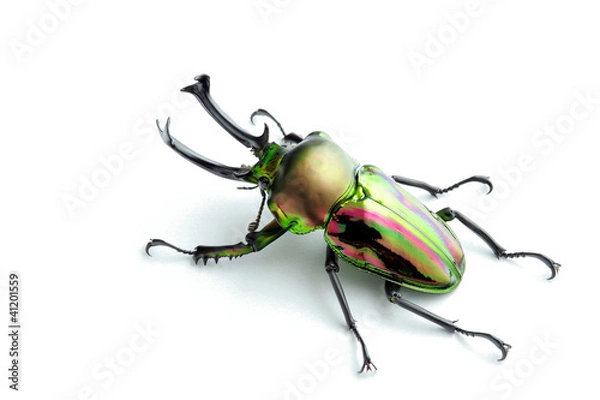 Obraz Nijirokuwagata