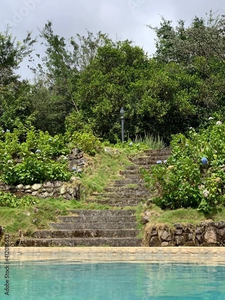 Fototapeta tropical forest