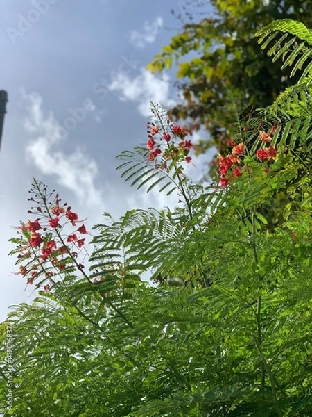 Obraz flowers in the garden