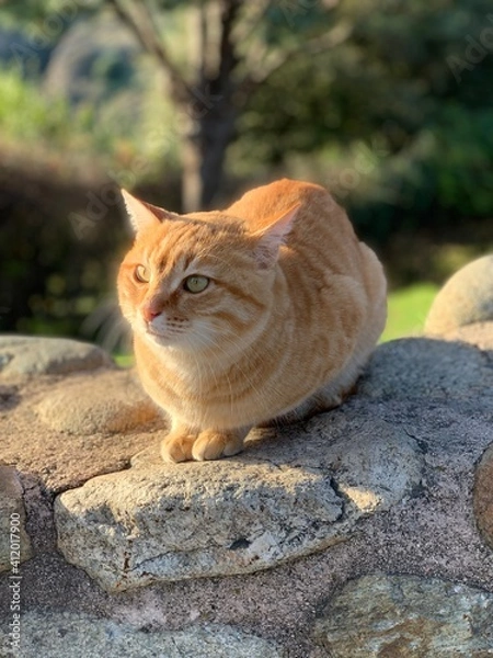 Fototapeta cat on the rocks