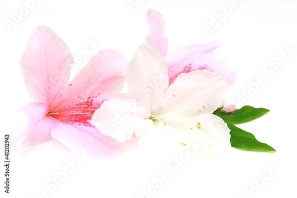 Fototapeta 白とピンクのツツジの花