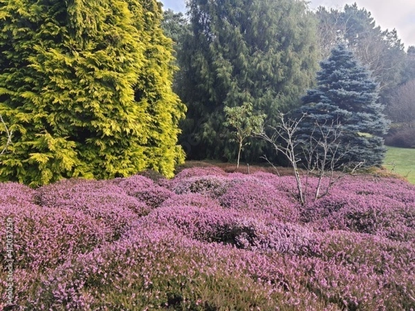 Obraz lavender field in region