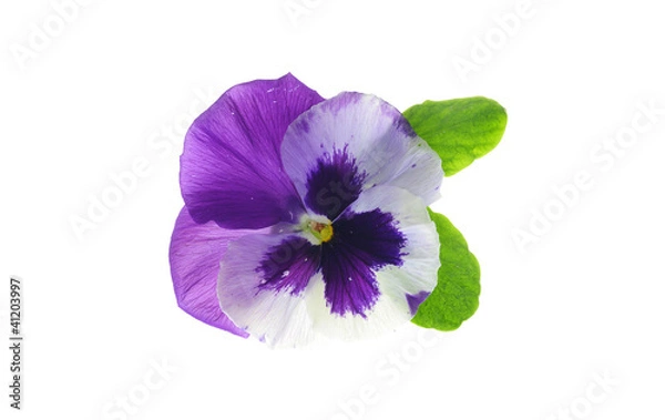 Obraz viola