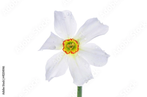 Fototapeta Daffodil