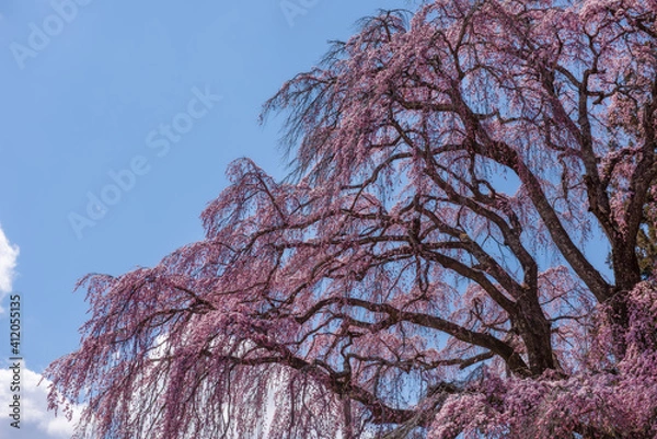 Obraz 二本松市合戦場のしだれ桜