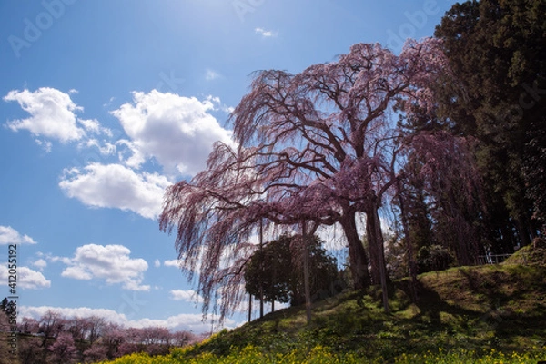 Obraz 二本松市合戦場のしだれ桜