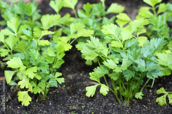 Obraz Parsley