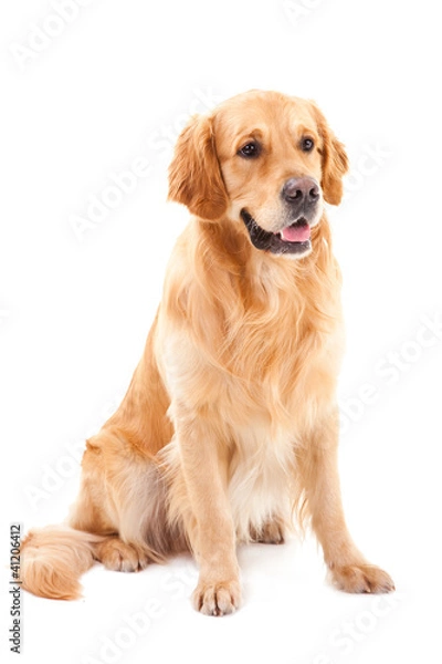 Fototapeta golden retriever dog sitting on isolated  white