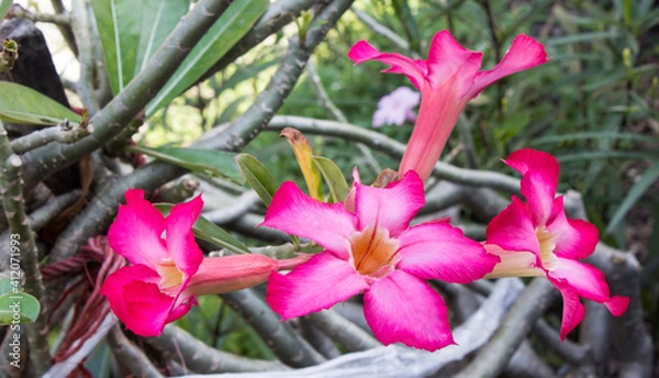 Obraz Beautiful pink azalea in the backyard, a natural concept.pink lily flower