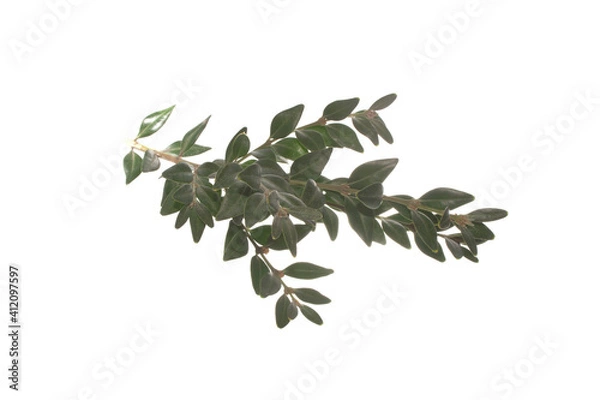 Obraz green branch isolated on white background